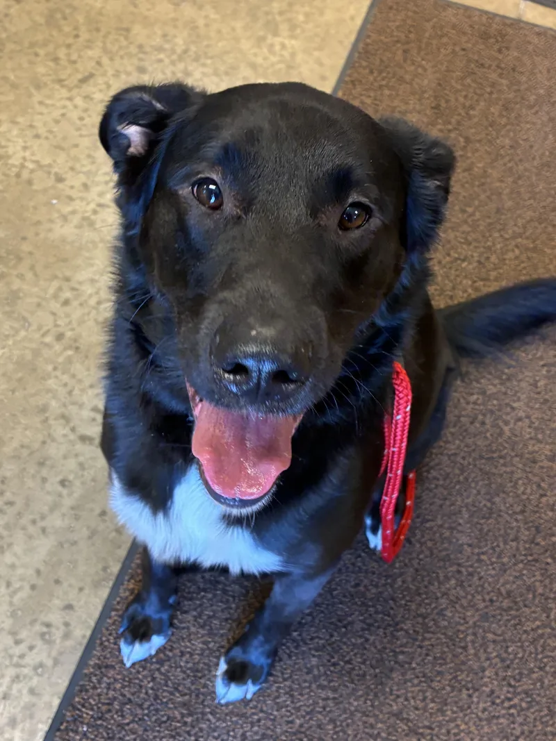 An adult large-sized male Border Collie dog named Zar for adoption in Indiana, PA