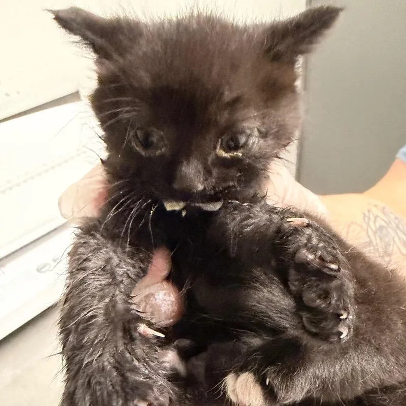 A baby small-sized male Domestic Short Hair cat named Droolie Todd for adoption in Charleston, WV