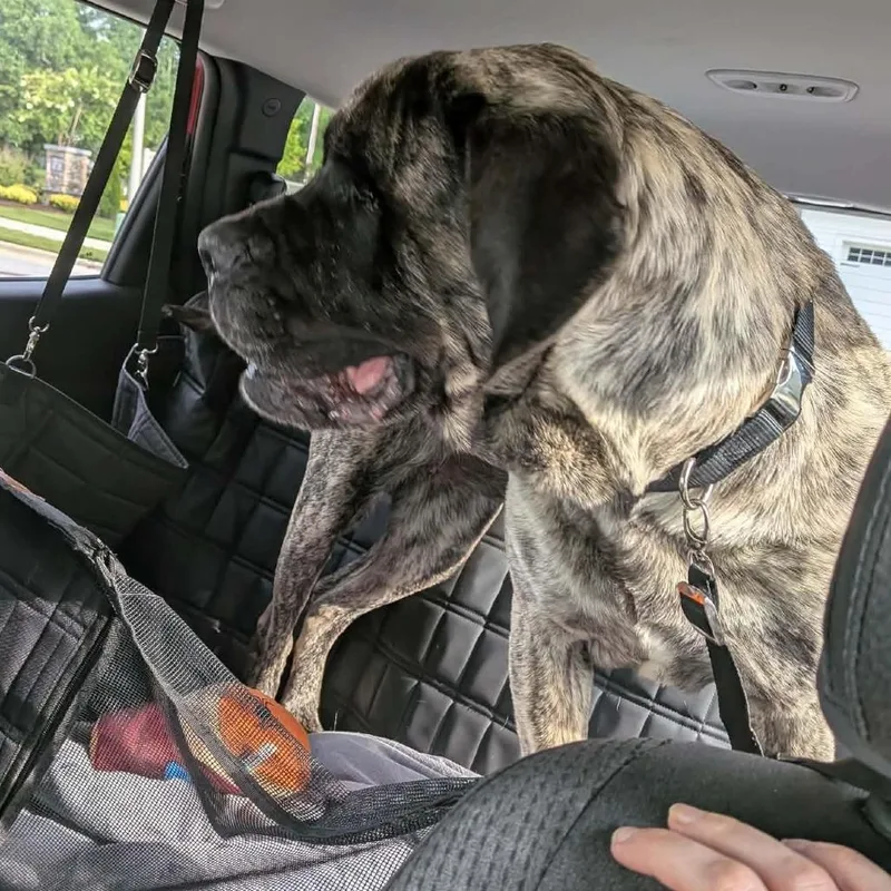 An adult large-sized female Mastiff dog named Gisele for adoption in Raleigh, NC