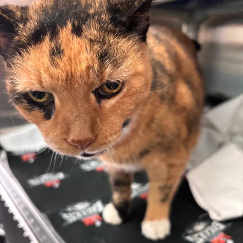 A senior medium-sized female Calico Domestic Short Hair cat named Honey for adoption in Philadelphia, PA