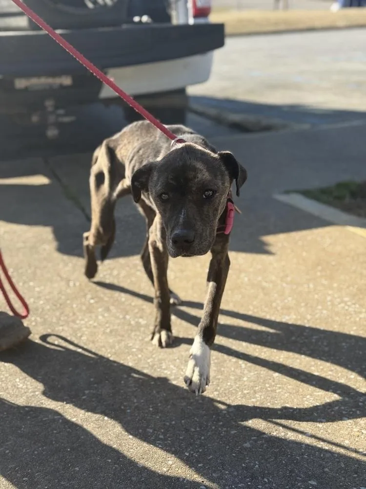 Charlie D thumbnail 3