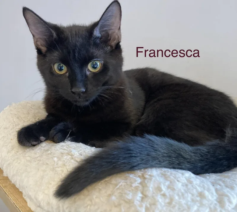 Francesca