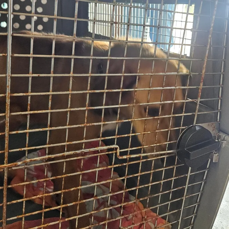 A young medium-sized male Brown / Chocolate Mixed Breed dog named Elote for adoption in Salt Lake City, UT
