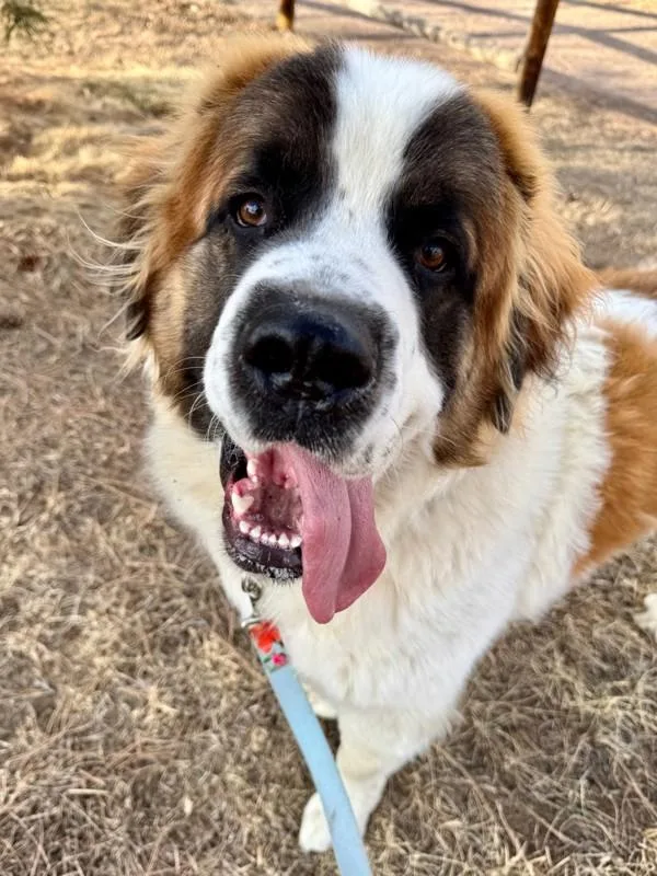 An adult large-sized male Saint Bernard dog named Sully for adoption in Golden, CO