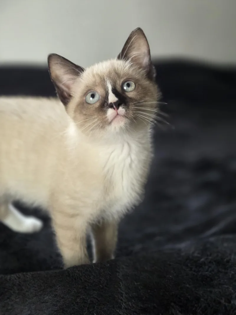 A baby small-sized male Siamese cat named Luxe for adoption in Bethel Park, PA