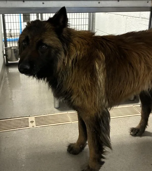 An adult large-sized male Belgian Shepherd / Tervuren dog named Griffin for adoption in Salt Lake City, UT