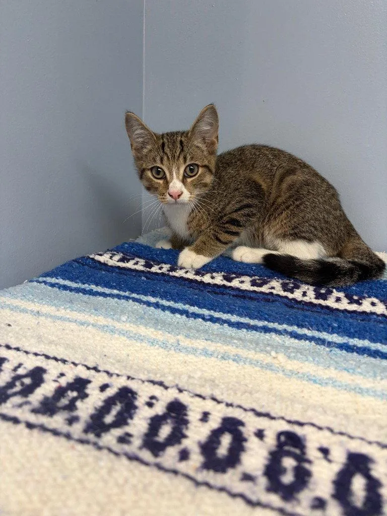A baby small-sized male Domestic Short Hair cat named Koi for adoption in Lovingston, VA
