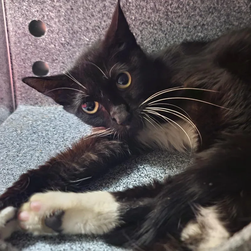 A young medium-sized female Black Domestic Short Hair cat named Maddie for adoption in Galveston, TX