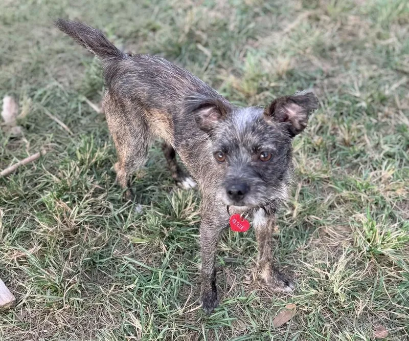 An adult small-sized male Brindle Terrier dog named Chimi for adoption in Richmond, TX