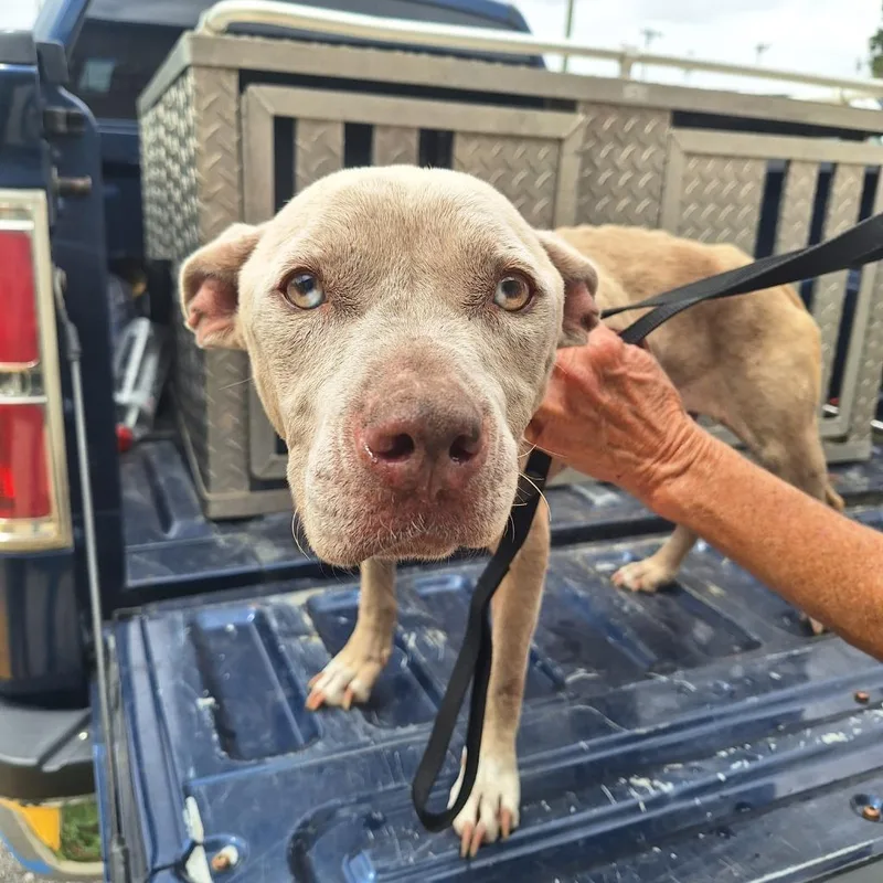 A young medium-sized female Pit Bull Terrier dog named Spirit for adoption in Gautier, MS