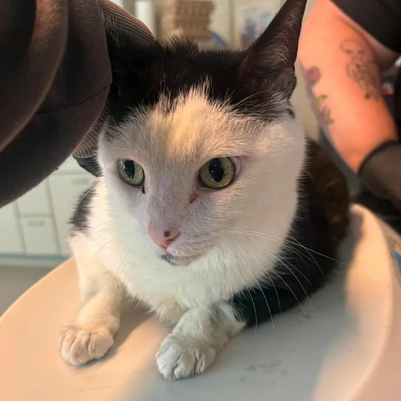 An adult large-sized male White Domestic Short Hair cat named Amadeus for adoption in Huntington, WV