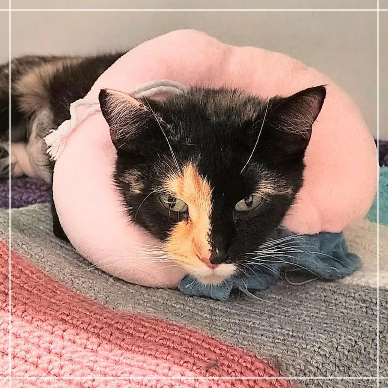 An adult medium-sized female Calico Domestic Short Hair cat named Stilton for adoption in Dearborn, MI
