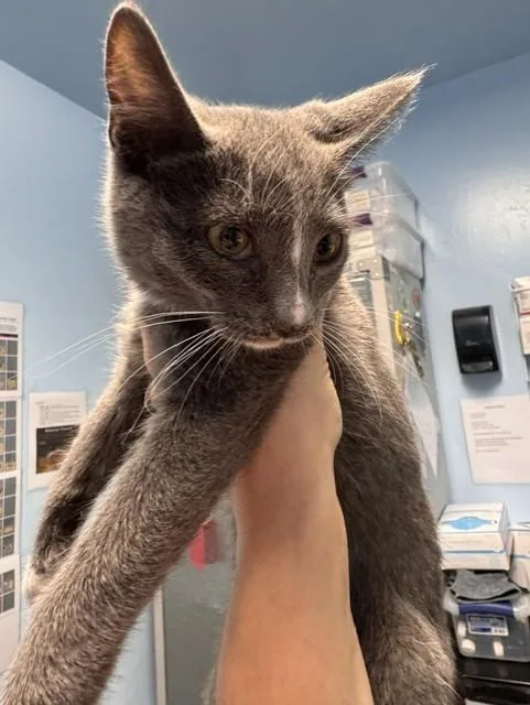 A baby small-sized male Domestic Short Hair cat named Troy for adoption in Bakersfield, CA