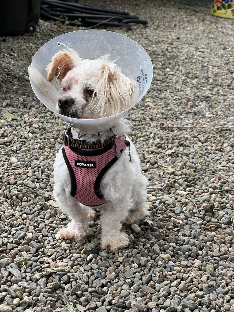 An adult small-sized female White / Cream Miniature Poodle dog named Daisy for adoption in Sacramento, CA