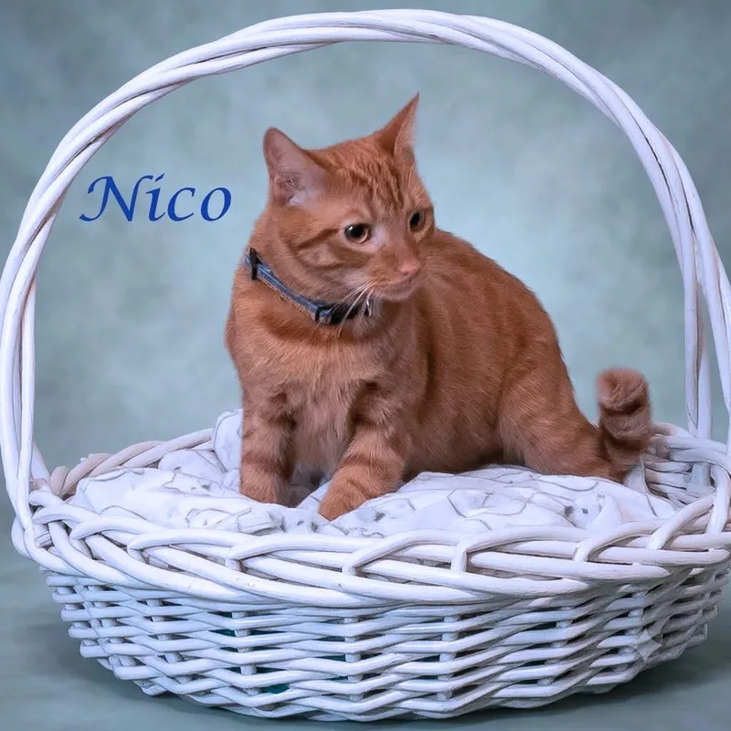 A young large-sized male Orange / Red Domestic Short Hair cat named Nico C for adoption in Lebanon, TN