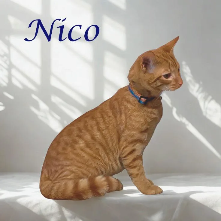 Nico C thumbnail 2