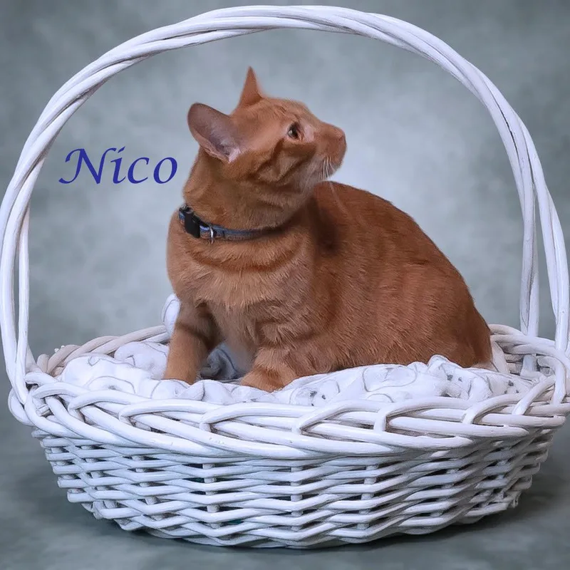 Nico C thumbnail 3