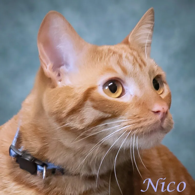 Nico C thumbnail 4
