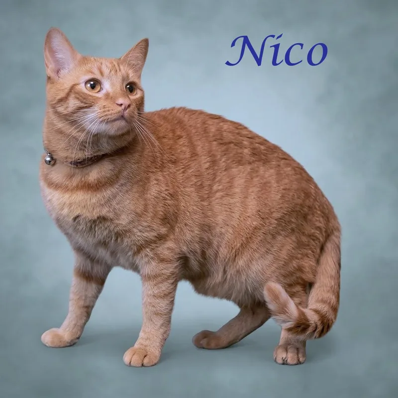 Nico C thumbnail 5