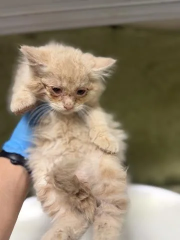 A baby small-sized male Domestic Long Hair cat named A for adoption in Riverside, CA