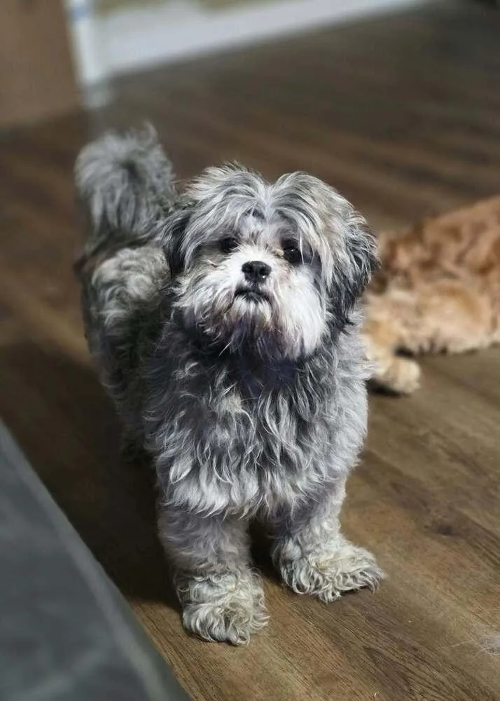 An adult small-sized female Brown / Chocolate Shih Tzu dog named Patsy Tzu for adoption in Aurora, IN