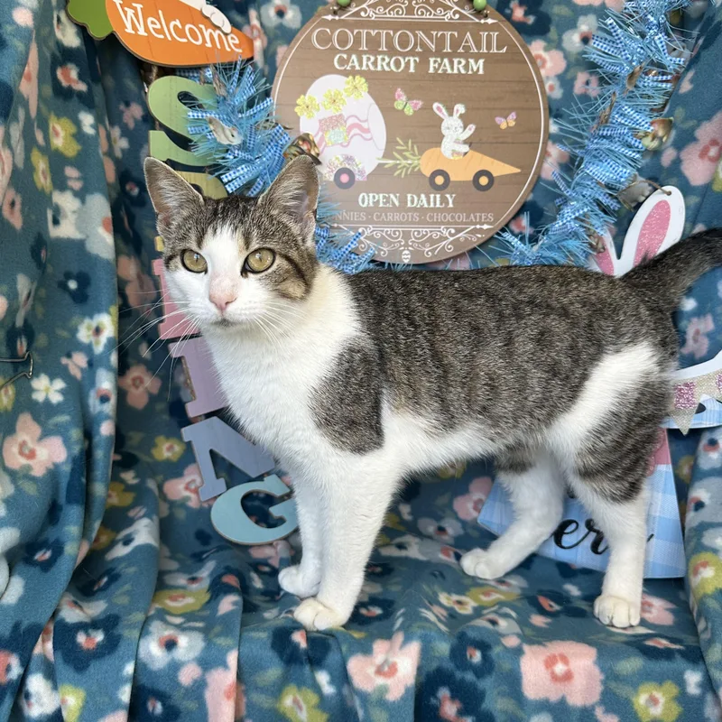 Megaphone thumbnail 2