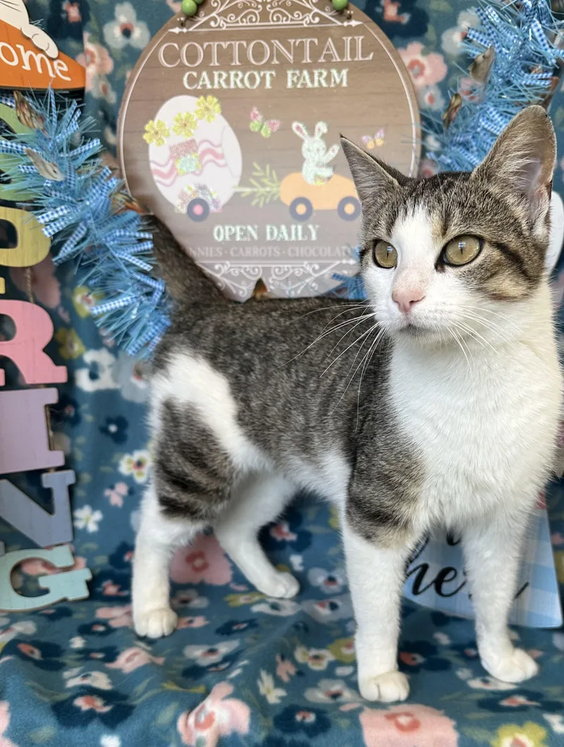 Megaphone thumbnail 3