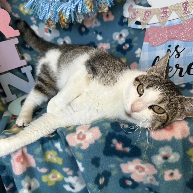 Megaphone thumbnail 4