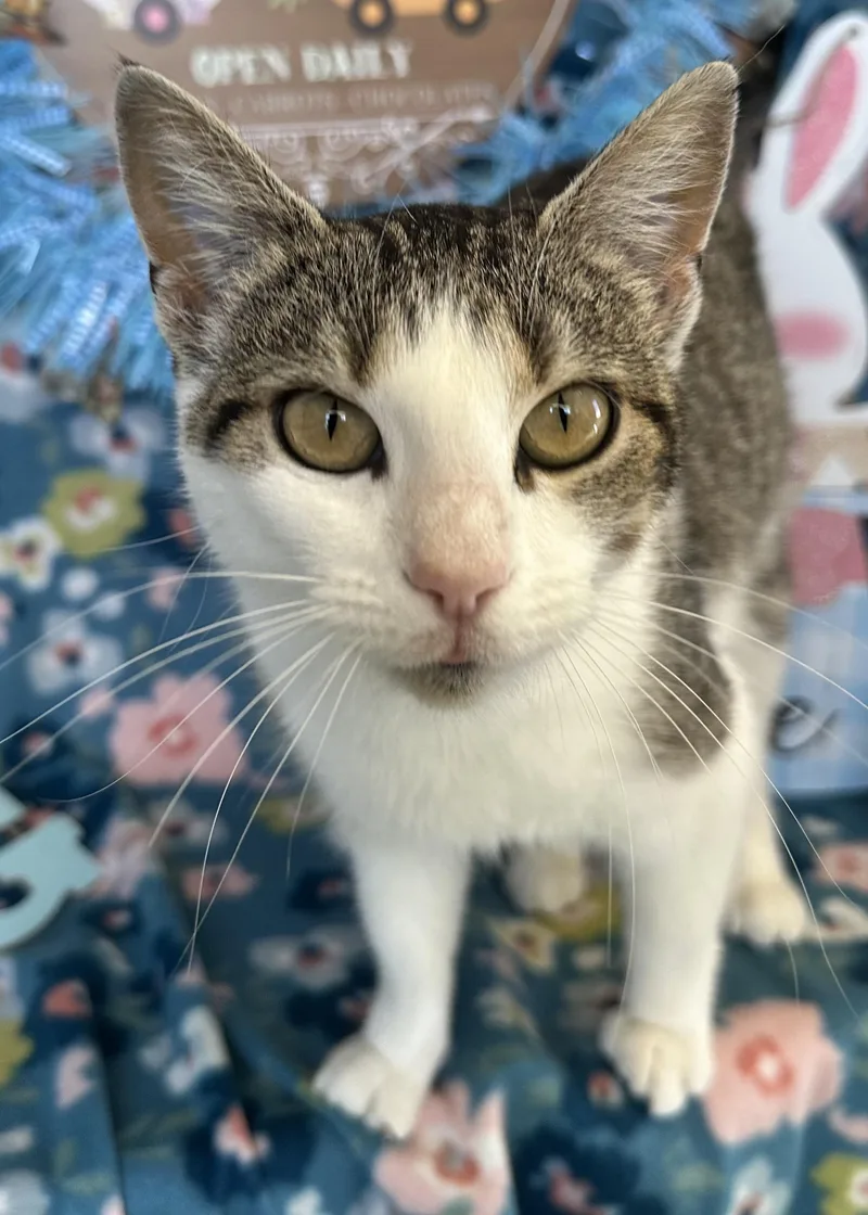 Megaphone thumbnail 5