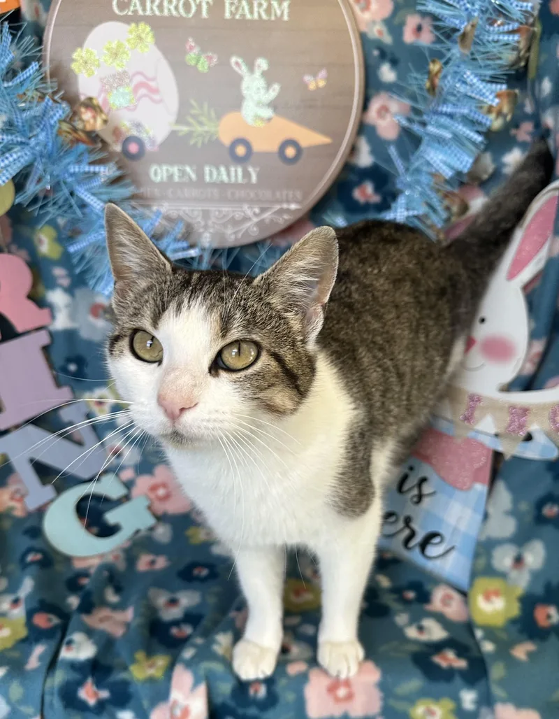 Megaphone thumbnail 6