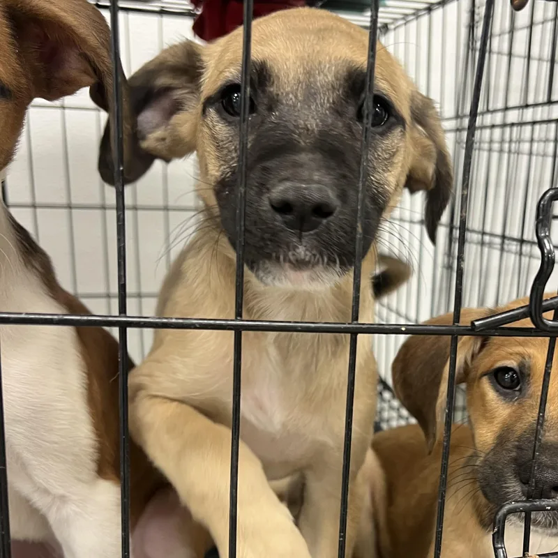 A baby medium-sized female Golden Spaniel dog named Jane for adoption in Fort Collins, CO