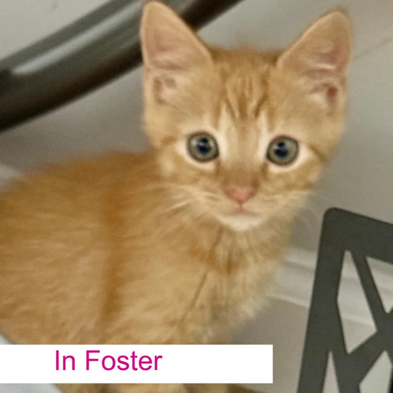 A baby small-sized female Orange / Red Domestic Short Hair cat named Amber for adoption in Chapel Hill, NC