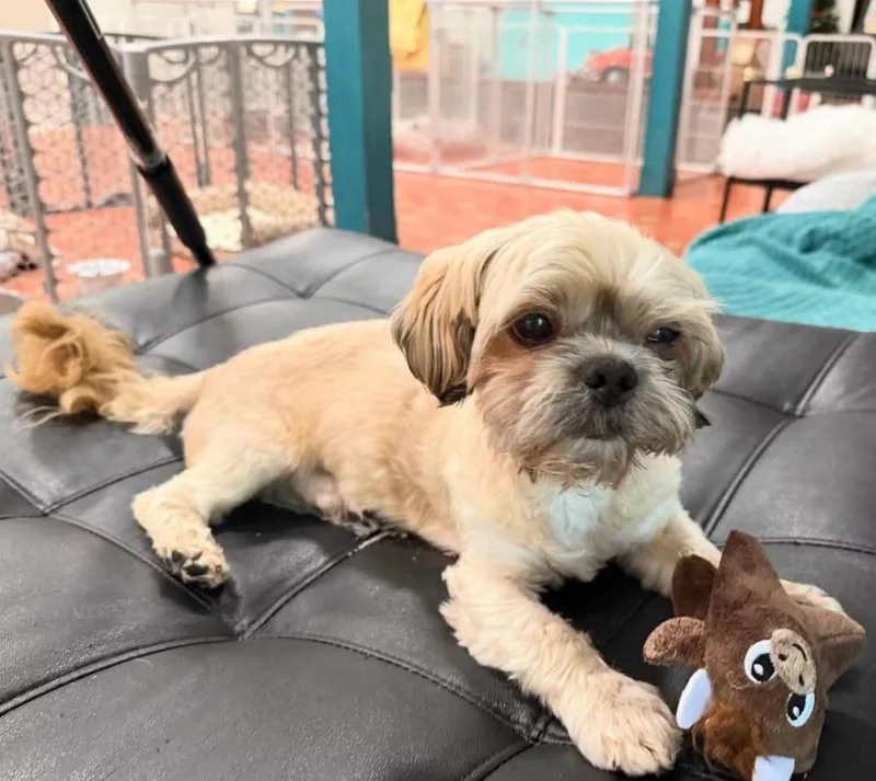 A senior small-sized male Apricot / Beige Shih Tzu dog named Enzo for adoption in Foster, RI