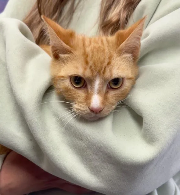 A young small-sized male Domestic Short Hair cat named Ketchup for adoption in Reisterstown, MD