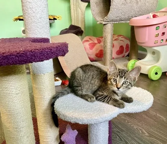 A baby small-sized female Tabby (Brown / Chocolate) Domestic Short Hair cat named Sloth for adoption in San Juan Capistrano, CA