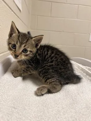 A baby small-sized male Domestic Short Hair cat named Peanut for adoption in Fairfax, VA