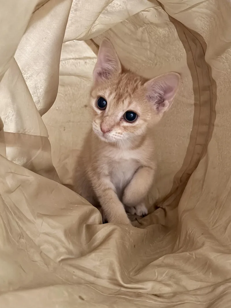 A young medium-sized male Buff & White Domestic Short Hair cat named Sammy for adoption in Luling, TX