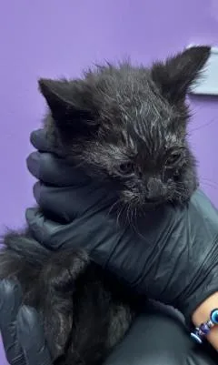 A baby small-sized male Black Domestic Short Hair cat named 60957406 for adoption in El Paso, TX