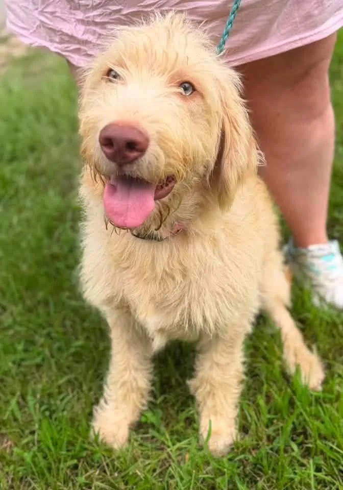 A young large-sized male Yellow / Tan / Blond / Fawn Labradoodle dog named Sam for adoption in Calera, AL
