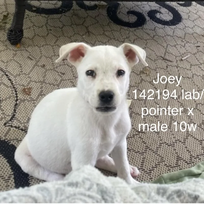 Joey