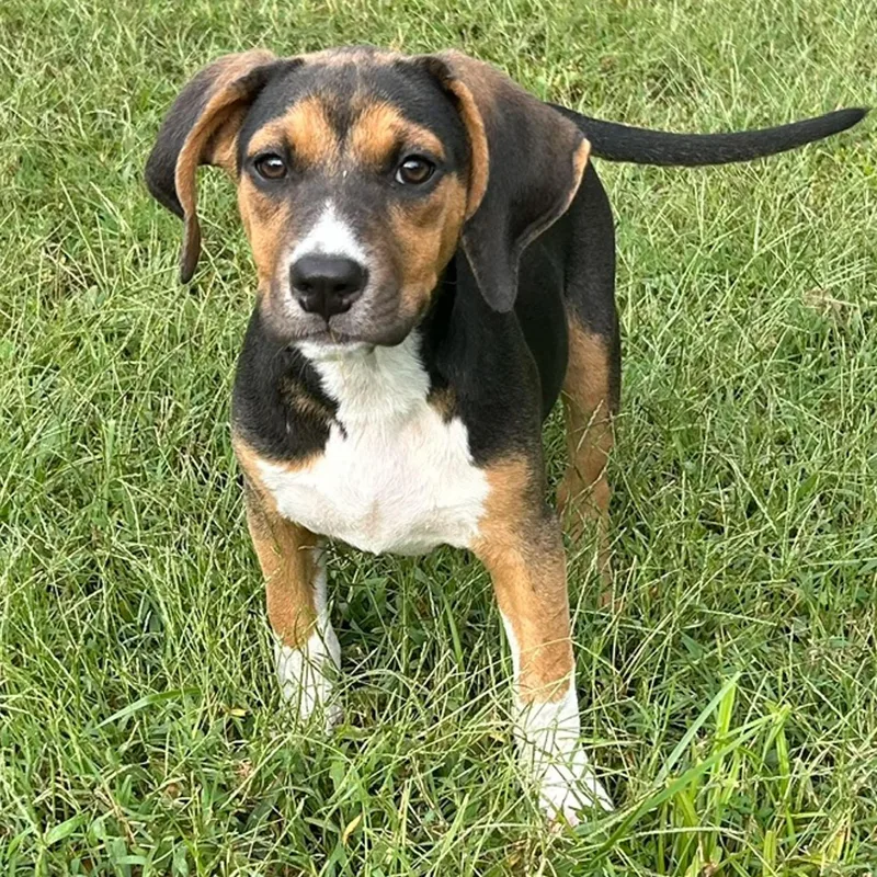 A baby medium-sized female Tricolor (Brown, Black, & White) Hound dog named Emma Jean for adoption in Albany, NY