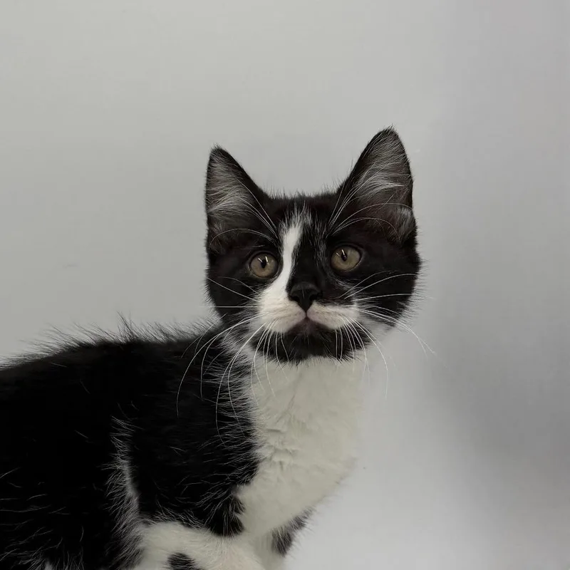 A baby small-sized male Domestic Short Hair cat named Hawthorne for adoption in State College, PA