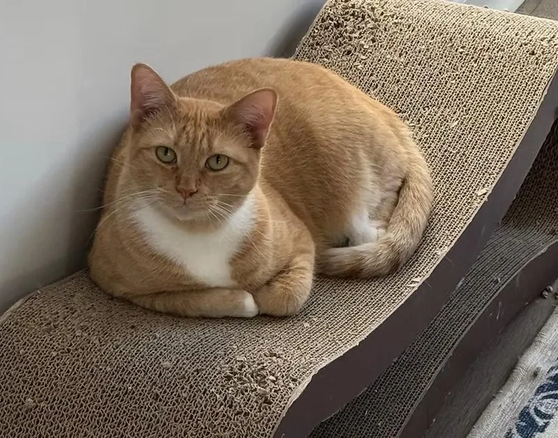 An adult large-sized female Domestic Short Hair cat named Ari for adoption in Clayton, NC