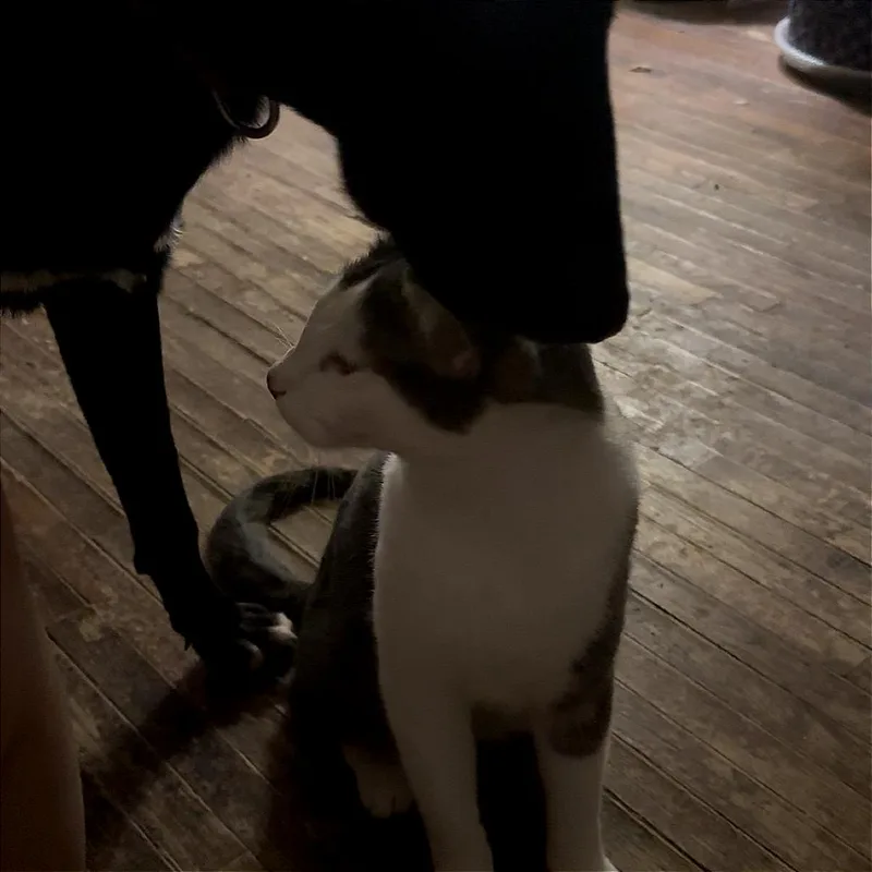 Freyer Medina thumbnail 2