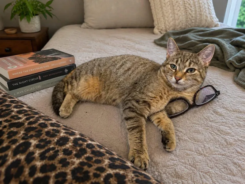 A young medium-sized female Black American Shorthair cat named Sorbet And Mochi for adoption in West Pittston, PA