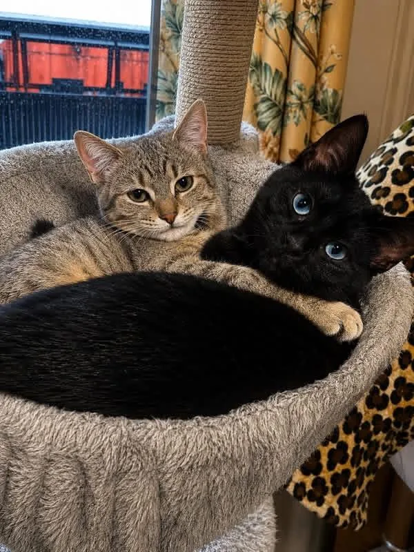 Sorbet And Mochi thumbnail 3