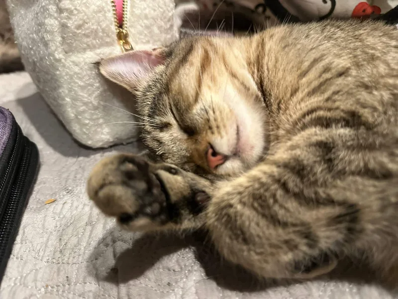 Sorbet And Mochi thumbnail 4