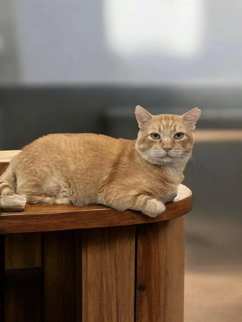 Cornelius  Cuddles thumbnail 2