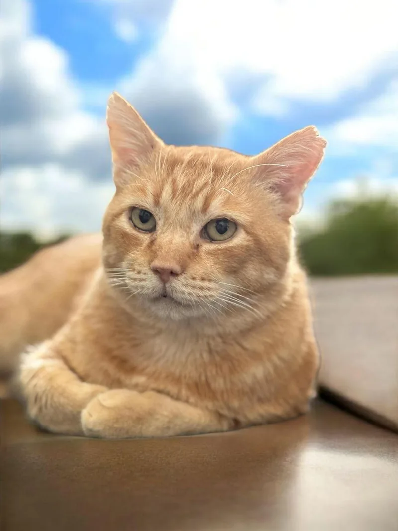 Cornelius  Cuddles thumbnail 3