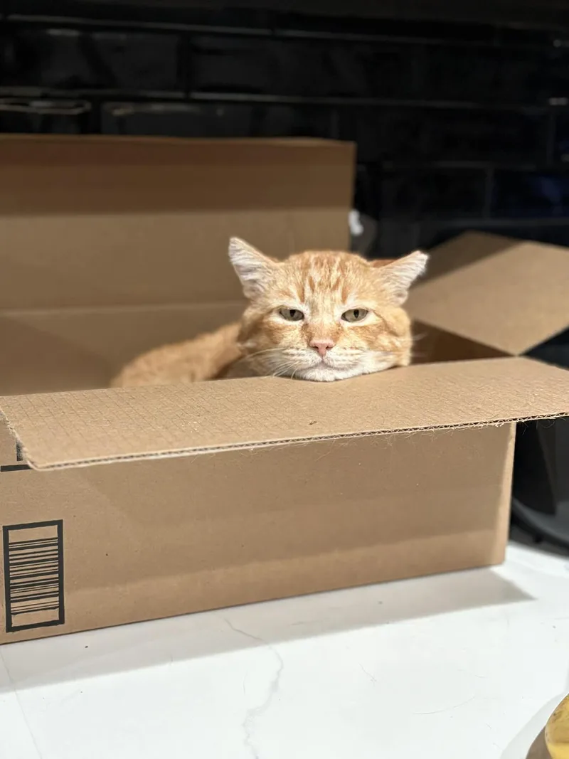 Cornelius  Cuddles thumbnail 4